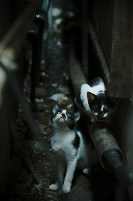 永不终结的追问，当哈弗茨的利刃刺破摩纳哥的优雅幻梦