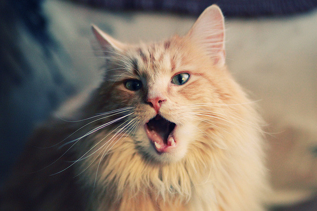 横跨大陆的史诗对决,尼日利亚绿鹰抢七胜出尼斯勇夺桂冠