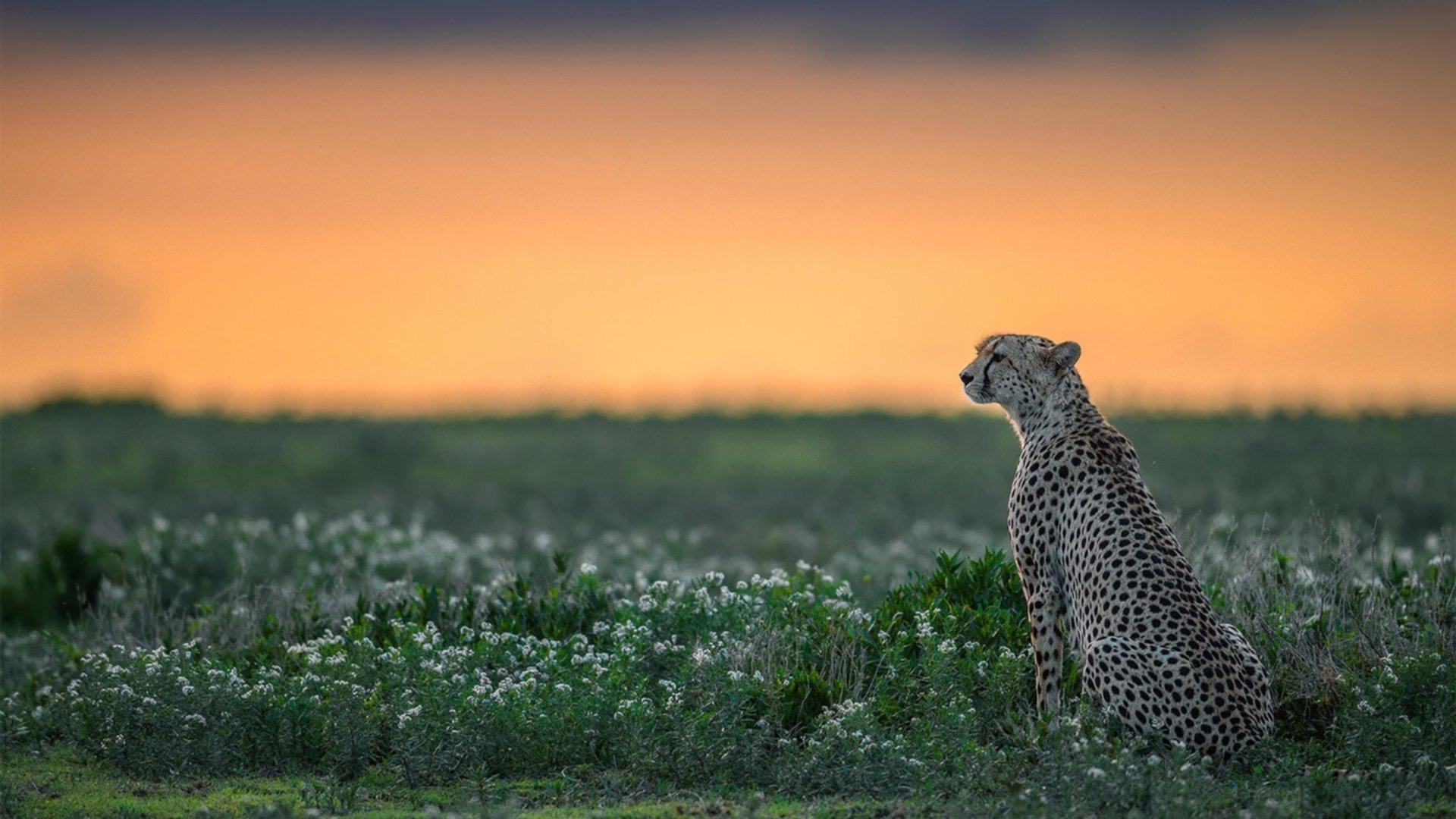 跨界风暴,广厦收割独行侠战术,莫兰特如何在英超赛场接管争冠之战?