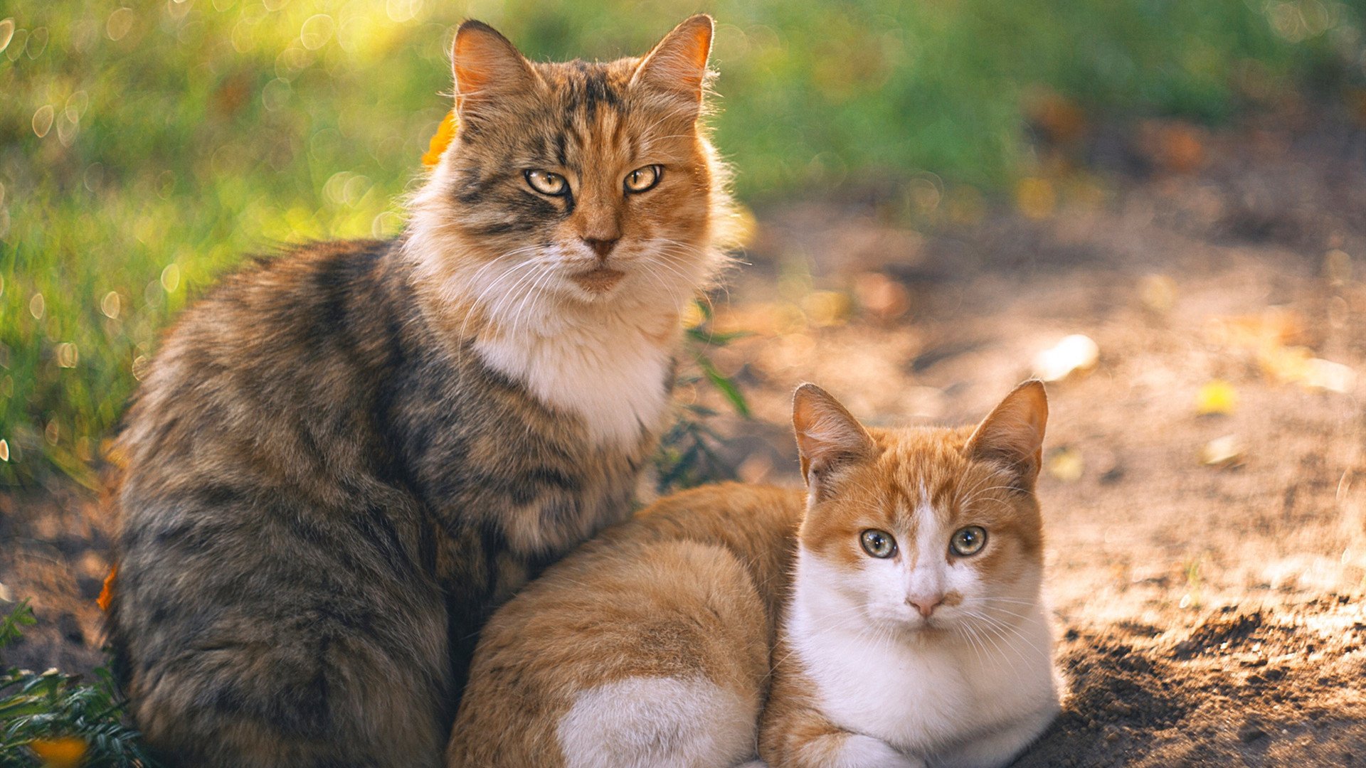 跨界风暴,广厦收割独行侠战术,莫兰特如何在英超赛场接管争冠之战?