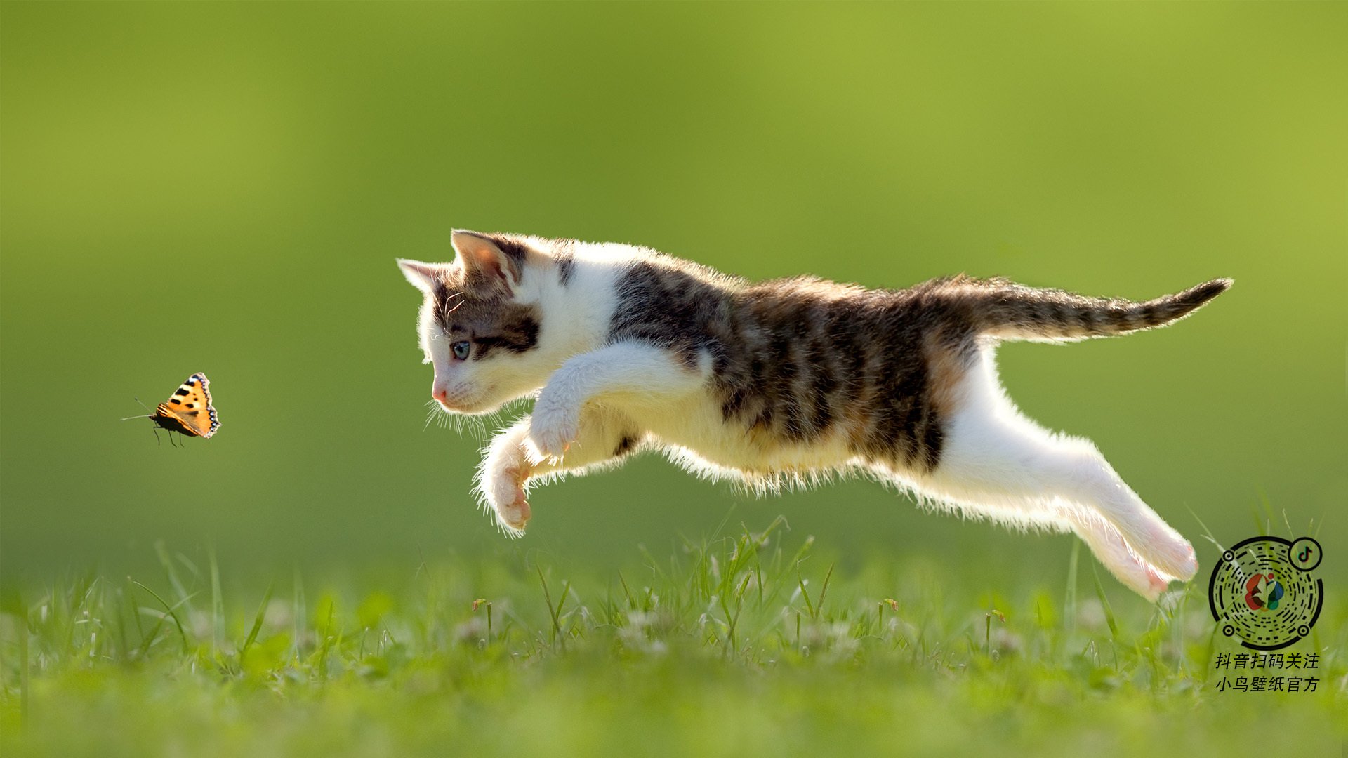 洪都拉斯对阵那不勒斯,蒂亚戈教科书级表现引领胜利