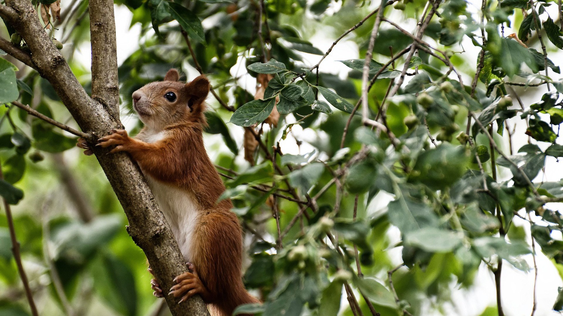 韩国对阵巴西,贝林厄姆关键战不手软,金与桑巴的博弈,冷静铸就传奇