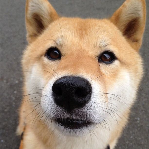 沉默杀手的觉醒,当米切尔将猛龙钉死在记分牌上