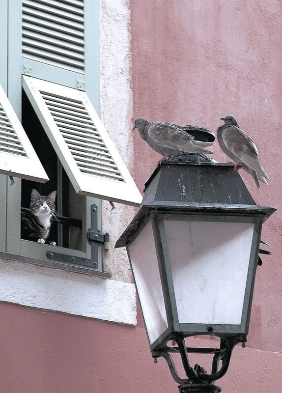 沉默杀手的觉醒,当米切尔将猛龙钉死在记分牌上