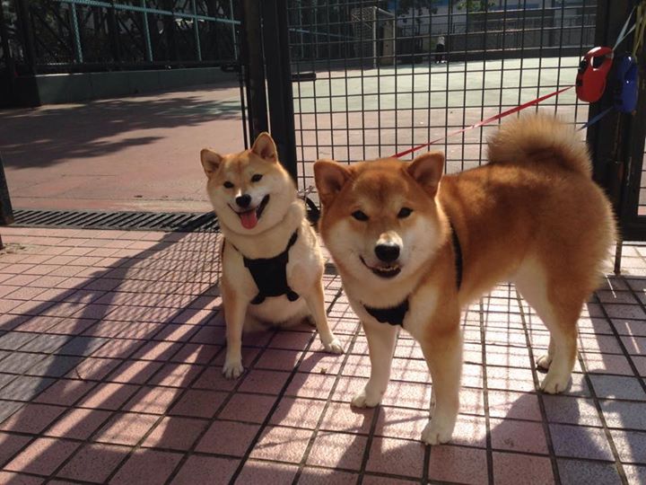 举重若轻的统治与疾风骤雨的逆袭，约基奇与国王诠释篮球多维美学