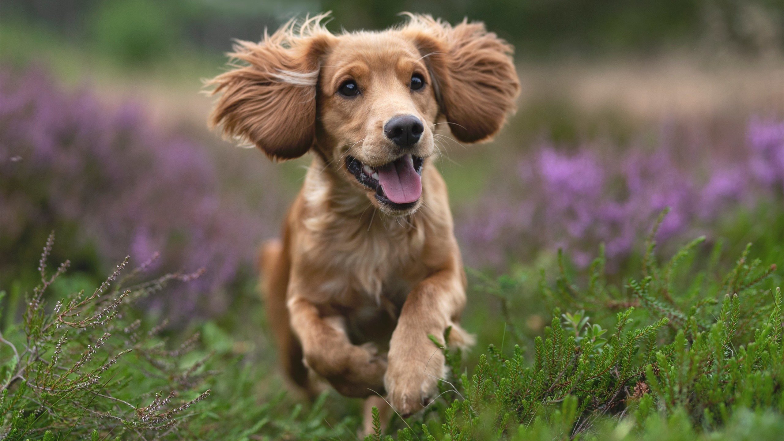 暗夜极速，门迪关键节点连续得分点燃F1新赛季揭幕战