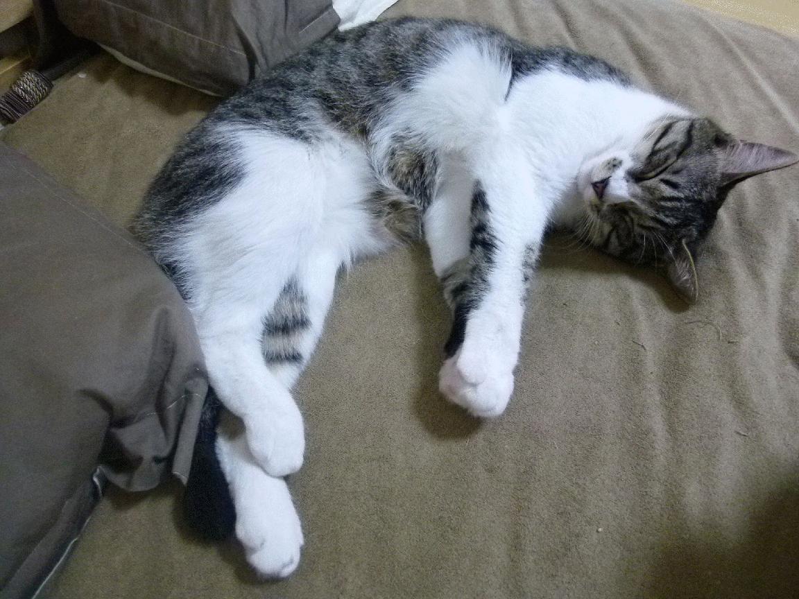 绿茵场上的NBA对决，76人最后时刻绝杀老鹰，演绎篮球版世界杯焦点战