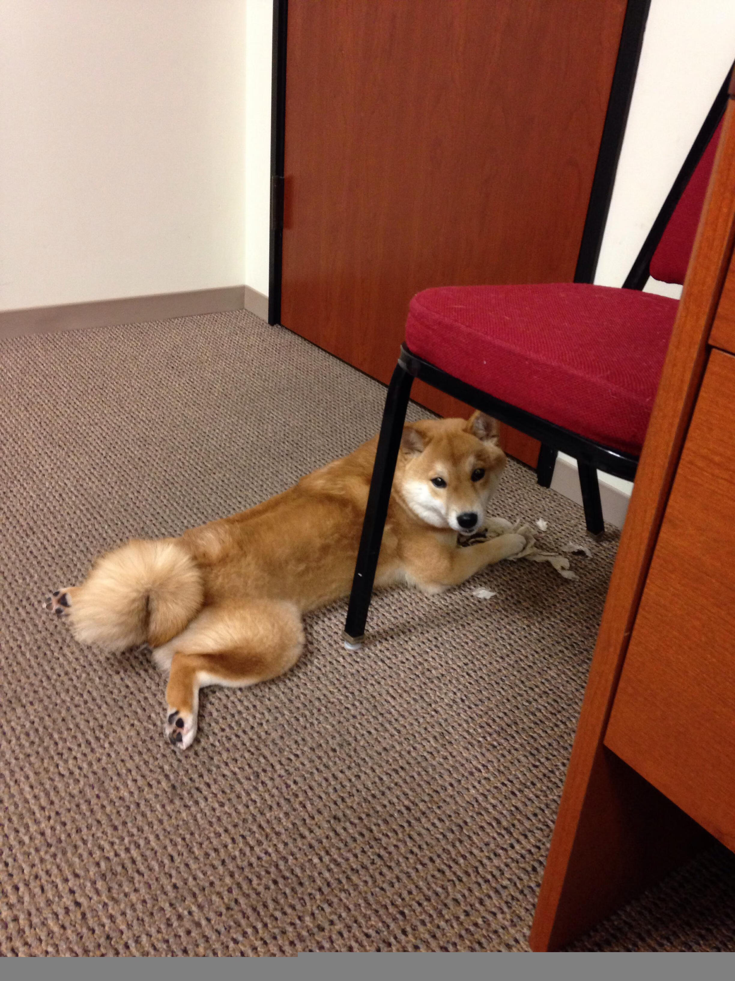 体育双线狂飙,F1新赛季揭幕战点燃全球,新疆队客场鏖战带走浙江队胜利