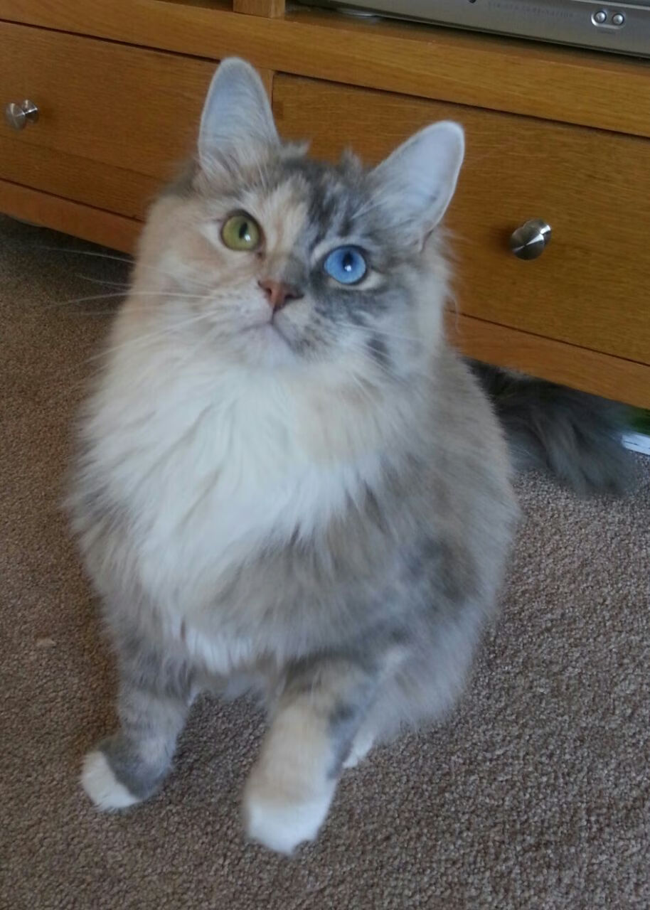 NBA季后赛之夜,拉梅洛·鲍尔制胜一击,点燃冠军梦想