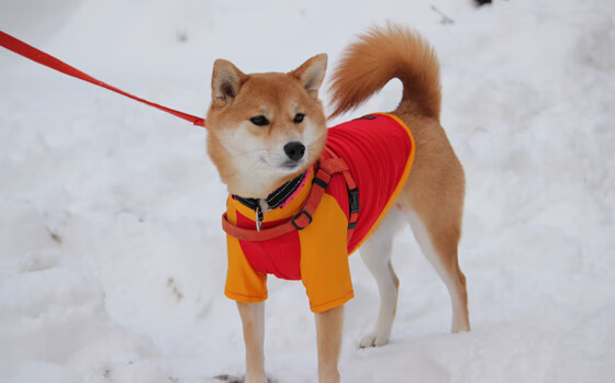 双重风暴，国家德比点燃西甲，国米关键战力克多特蒙德