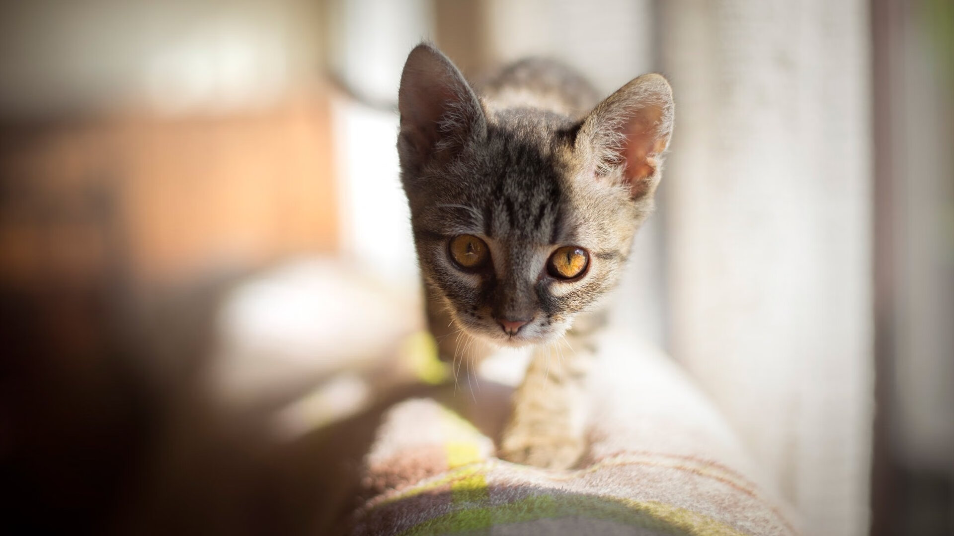 杰伦格林完美定义战，活塞铜墙铁壁让奇才进攻沦为绝望迷宫