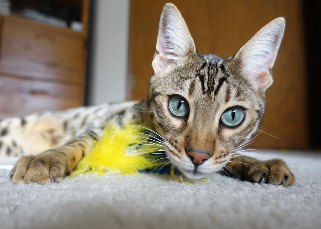 黄蜂收割太阳，霍勒迪如何用冷血刺穿美加墨世界杯的灼热喧嚣