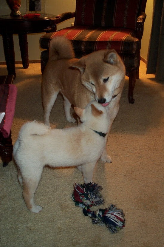 智利在奥运关键焦点战中完胜伊朗，战略优势奠定奥运周期基石