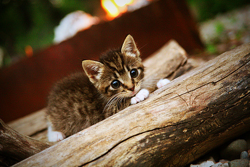 年度焦点之战，新疆队硬仗中力克雄鹿，书写篮球传奇