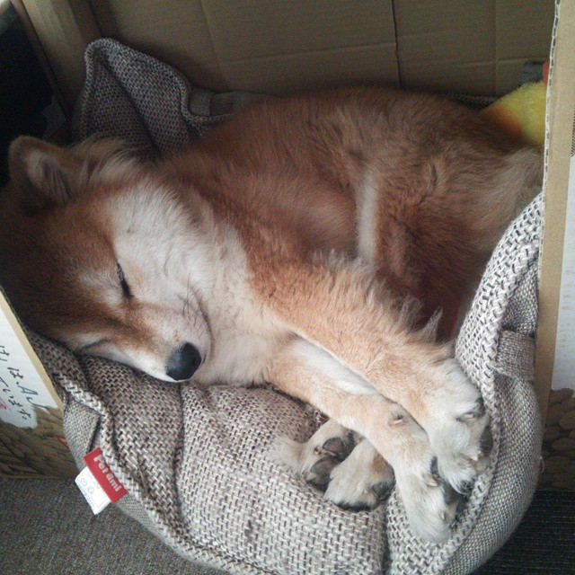 英格拉姆双引擎点火，篮球场上的F1揭幕战，独行侠终被极限超车